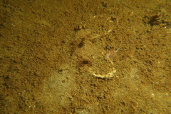 Xystreurys liolepis