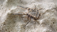 Allocaeculus