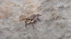Allocaeculus