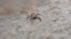 Allocaeculus