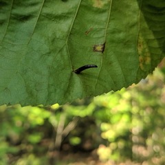 Caryomyia subulata