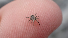 Allocaeculus