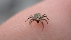 Allocaeculus