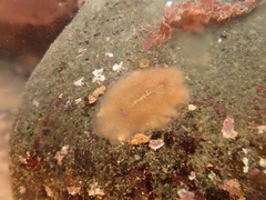 Acotylea