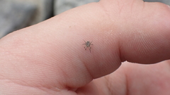 Allocaeculus