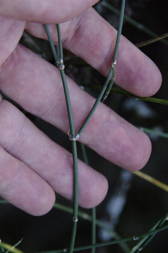 Image of Ephedra pedunculata by (c) Eric Knight, some rights reserved (CC BY)