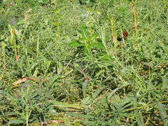 Paspalum repens