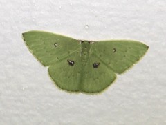 Comostola leucomerata