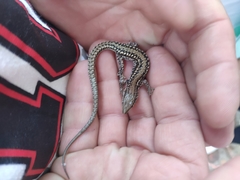 Podarcis guadarramae