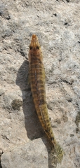 Percina fulvitaenia