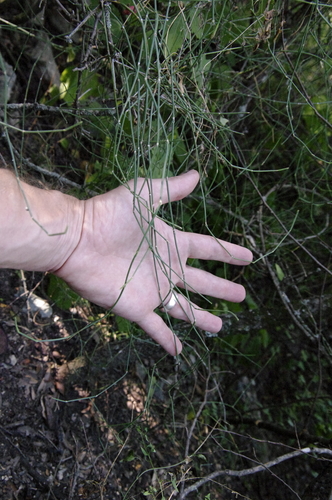 Image of Ephedra pedunculata by (c) Eric Knight, some rights reserved (CC BY)