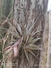 Tillandsia gardneri