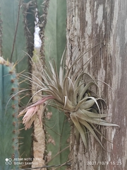Tillandsia gardneri