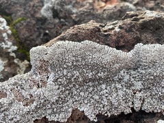 Lobothallia alphoplaca