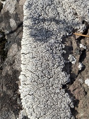 Lobothallia alphoplaca