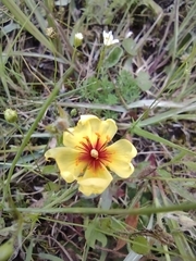 Crocanthemum brasiliense