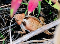 Phrynosoma braconnieri