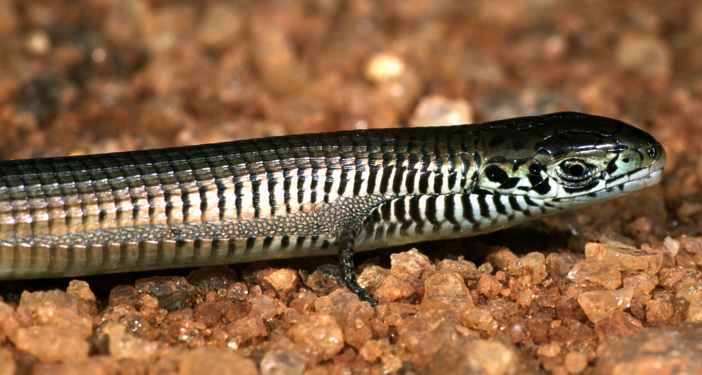 Udzungwa long-tailed seps in March 2002 by Roberto Sindaco. Holotype ...