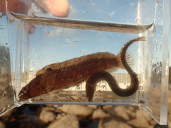 Ulvaria subbifurcata