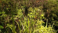 Corokia buddleioides buddleioides