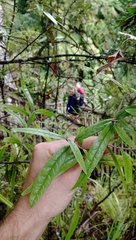 Corokia buddleioides buddleioides