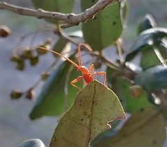 Chenoderus testaceus