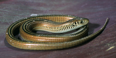Ellen's Whip Lizard photo 1