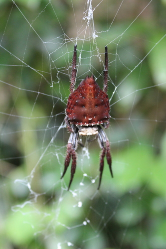 Caerostris extrusa
