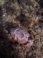 Lithophyllum incrustans