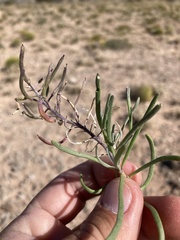 Nerisyrenia linearifolia
