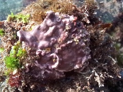 Lithophyllum incrustans