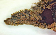 Hypena humuli