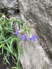 Palmerella debilis serrata