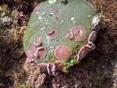 Lithophyllum incrustans