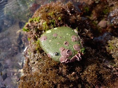 Lithophyllum incrustans