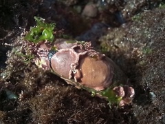 Lithophyllum incrustans