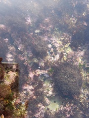 Lithophyllum incrustans