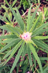 Xerochrysum papillosum