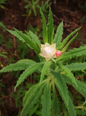Xerochrysum papillosum