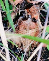 Phrynosoma braconnieri