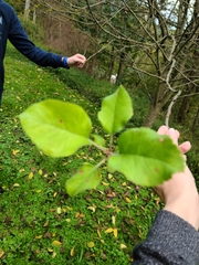 Malus dasyphylla