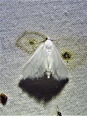 Leptosteges vestaliella