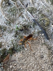 Sphex ichneumoneus