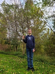 Malus dasyphylla