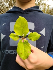 Malus dasyphylla