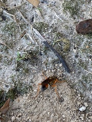 Sphex ichneumoneus