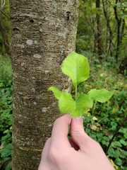 Malus dasyphylla