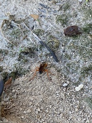 Sphex ichneumoneus
