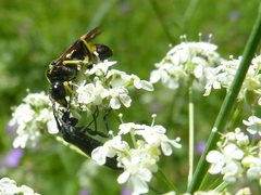 Tenthredo distinguenda