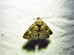 Metalectra miserulata